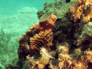 Dendrochirus Brachypterus